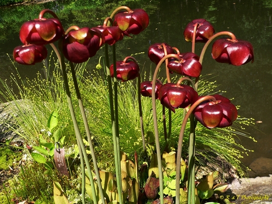 {Sarracenia purpurea var. purpurea}